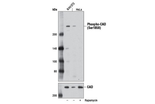 Western blot analysis of extracts from NIH/3T3 cells untreated (-) and HeLa cells, untreated (-) or treated with Rapamycin #9904 (10 nM, 16 hr; +), using Phospho-CAD (Ser1859) Antibody (upper) or CAD Antibody #11933 (lower).