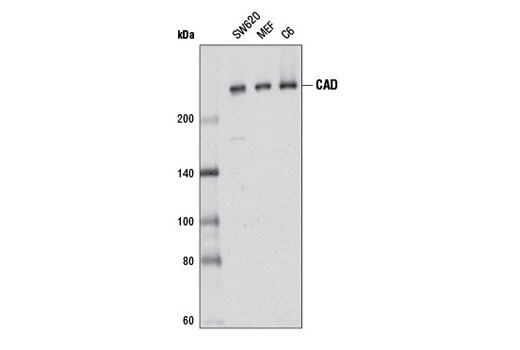 Western blot analysis of extracts from SW620, MEF, and C6 cells using CAD Antibody.