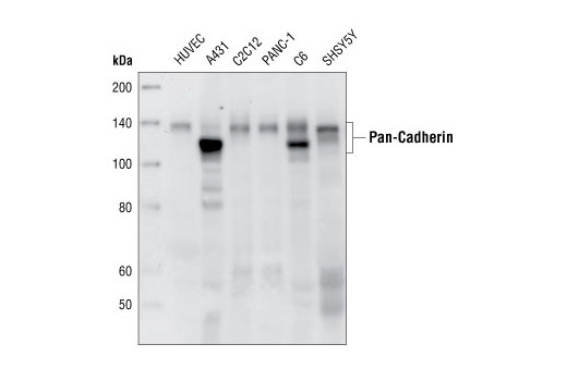 Western blot analysis of extracts from various cell lines, using Pan-Cadherin (28E12) Rabbit mAb.