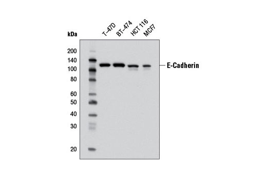 Western blot analysis of extracts from various cell lines using E-Cadherin (32A8) Mouse mAb.