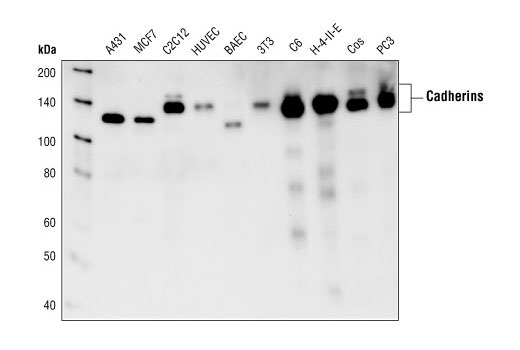 Western blot analysis of extracts from A431, MCF-7, C2C12, HUVEC, BAEC, NIH/3T3, C6, H-4-II-E, Cos and PC3 cells, using Pan-Cadherin Antibody.