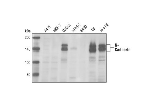 Western blot analysis of extracts from A431, MCF-7, C2C12, HUVEC, BAEC, C6 and H-4-II-E cells, using N-cadherin Antibody.