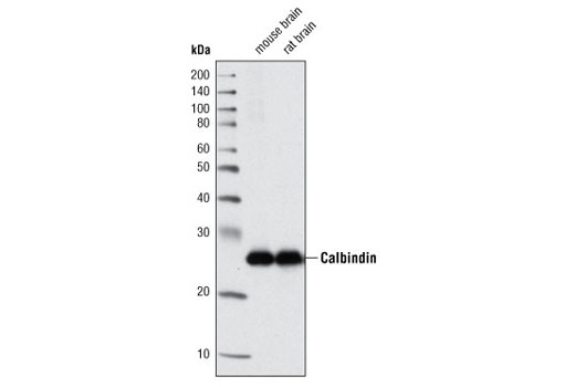 Western blot analysis of extracts from mouse and rat brain using Calbindin (C26D12) Rabbit mAb.