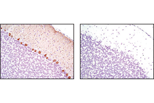Immunohistochemical analysis of paraffin-embedded mouse cerebellum using Calbindin (C26D12) Rabbit mAb in the presence of control peptide (left) or antigen-specific peptide (right).