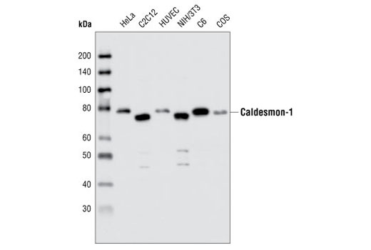 Western blot analysis of extracts from various cell types using Caldesmon-1 Antibody.