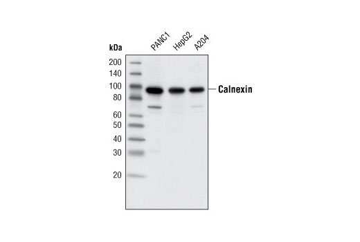 Western blot analysis of extracts from PANC1, HepG2 and A204 cells using Calnexin (C5C9) Rabbit mAb.