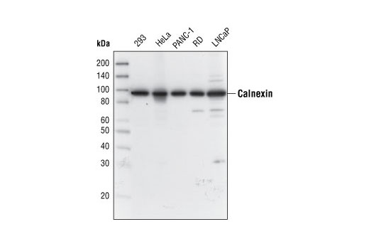 Western blot analysis of extracts from various cell lines using Calnexin Antibody.