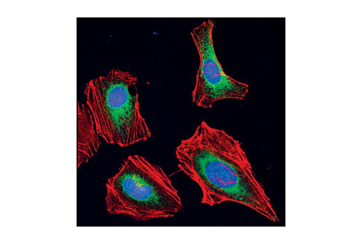 Confocal immunofluorescent analysis of HeLa cells using Calnexin Antibody (green). Actin filaments have been labeled with Alexa Fluor(R) 555 phalloidin (red). Blue pseudocolor = DRAQ5™ (fluorecent DNA dye).