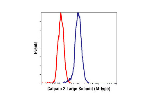 Flow cytometric analysis of C2C12 cells, using Calpain 2 Large Subunit (M-type) Antibody (blue) compared to a nonspecific negative control antibody (red).
