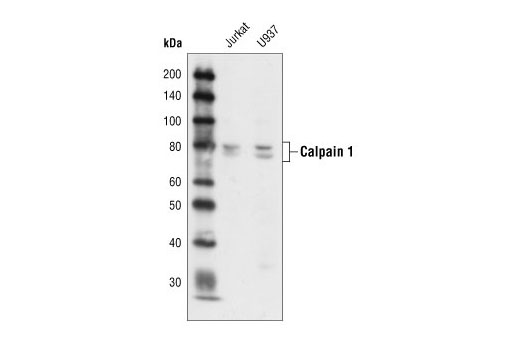 Western blot analysis of extracts from Jurkat and U937 cells, using Calpain 1 Large Subunit (Mu-type) Antibody.