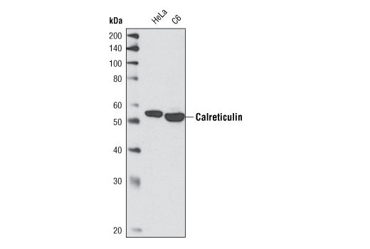 Western blot analysis of extracts from HeLa and C6 cells using Calreticulin Antibody.