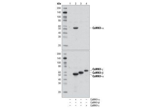 Western blot analysis of extracts from 293T cells, mock transfected (lane 1) or expressing CaMKII-α (lane2), CaMKII-β (lane 3) or CaMKII-γ (lane 4) using CaMKII-α Antibody (upper) and CaMKII (pan) (D11A10) Rabbit mAb #4436 (lower).