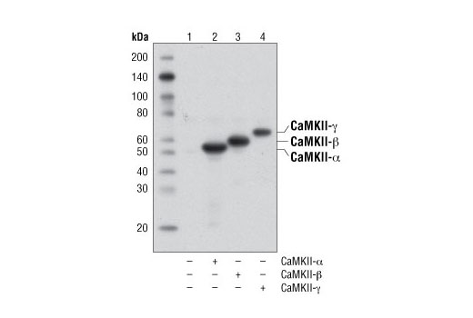 Western blot analysis of extracts from 293T cells, mock transfected (lane 1) or expressing CaMKII-α (lane2), CaMKII-β (lane 3) or CaMKII-γ (lane 4) using CaMKII (pan) (D11A10) Rabbit mAb.