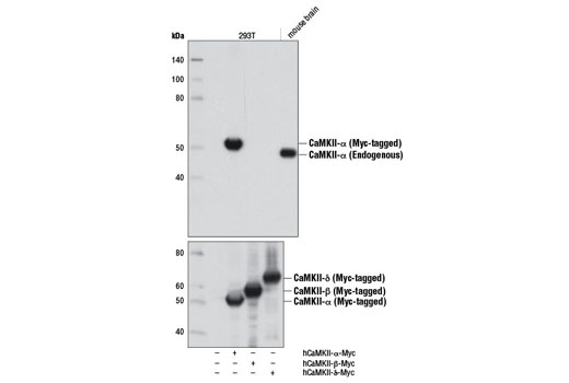 Western blot analysis of extracts from 293T cells, mock transfected (-) or transfected with a construct expressing Myc-tagged full-length human CaMKII-α (hCaMKII-α-Myc;+), CaMKII-β (hCaMKII-β-Myc;+), or CaMKII-δ (hCaMKII-δ-Myc;+), and mouse brain using CaMKII-α (D10C11) Rabbit mAb (upper) or Myc-Tag (71D10) Rabbit mAb #2278 (lower).