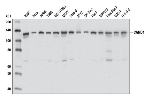 Western blot analysis of extracts from various cell lines using CAND1 (D1F2) Rabbit mAb.