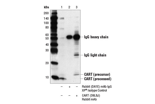 Immunoprecipitation of CART from mouse brain extracts using Rabbit (DA1E) mAb IgG XP ® Isotype Control #3900 (lane 2) or CART (D6L8J) Rabbit mAb (lane 3). Lane 1 is 10% input. Western blot analysis was performed using CART (D6M2M) Rabbit mAb #14437.