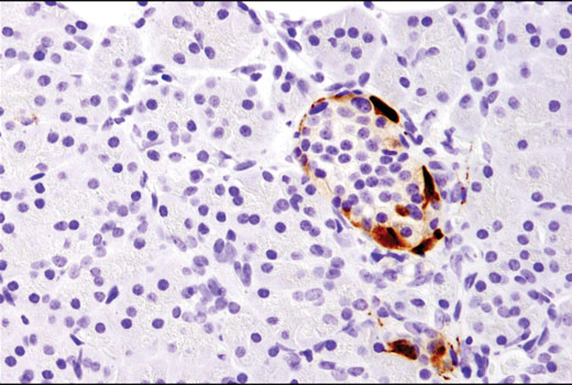 Immunohistochemical analysis of paraffin-embedded human pancreas using CART (D6M2M) Rabbit mAb.