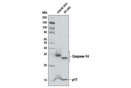 Western blot analysis of extracts from mouse and rat skin using Caspase-14 Antibody.