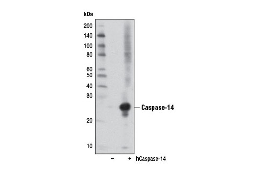Western blot analysis of extracts from 293T cells, mock transfected (-) or transfected with an expression construct encoding human caspase-14 (hCaspase-14, +), using Caspase-14 Antibody.