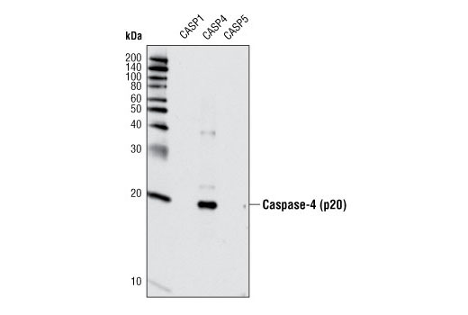 Western blot analyis of extracts from recombinant, active caspase-1, -4, and -5 using Caspase-4 Antibody.