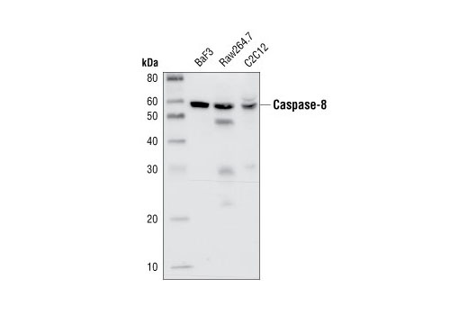 Western blot analysis of extracts from BaF3, Raw264.7 and C2C12 cell lines, using Caspase-8 Antibody (Mouse Specific).