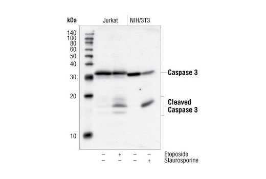 Western blot analysis of extracts from Jurkat cells, untreated or etoposide-treated (25uM, 5hrs), and NIH/3T3 cells, untreated or staurosporine-treated (1uM, 3hrs), using Caspase-3 Antibody.