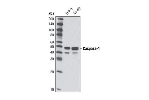 Western blot analysis of extracts from THP-1 and NK-92 cells using Caspase-1 (D7F10) Rabbit mAb.