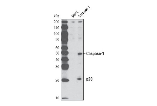 Western blot analysis of extracts from COS cells, untransfected or transfected with human caspase-1, using Caspase-1 (D7F10) Rabbit mAb.