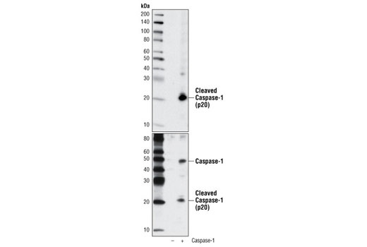 Western blot analysis of extracts from COS-7 cells, untransfected () or transfected with construct overexpressing human caspase-1 (+), using Cleaved Caspase-1 (Asp297) (D57A2) Rabbit mAb (upper) or Caspase-1 (D7F10) Rabbit mAb #3866 (lower).