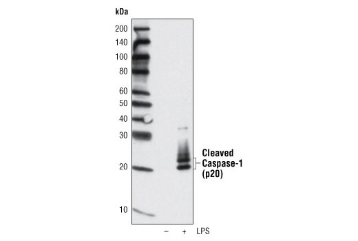 Western blot analysis of extracts from the media of THP-1 cells, differentiated with TPA #9905 (80 nM, overnight) followed by treatment with LPS (1 mu-g/ml, 8 hours), using Cleaved Caspase-1 (Asp297) (D57A2) Rabbit mAb.