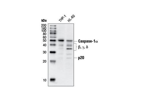 Western blot analysis of extracts from THP-1 and HL-60 cells, using Caspase-1 Antibody.