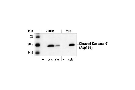 Western blot analysis of extracts from Jurkat cells and 293 cells, untreated, cytochrome c-treated (0.25 mg/ml, 1 hour) or etoposide-treated (25 µM, 5 hours), using Cleaved Caspase-7 (Asp198) Antibody.