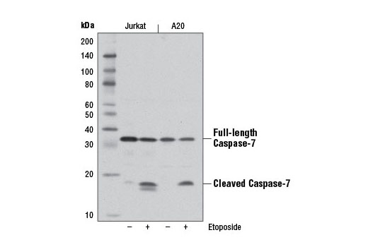 Western blot analysis of extracts from Jurkat and A20 cells, untreated (-) or treated with Etoposide #2200 (25 μM, overnight; +), using Caspase-7 (D2Q3L) Rabbit mAb.