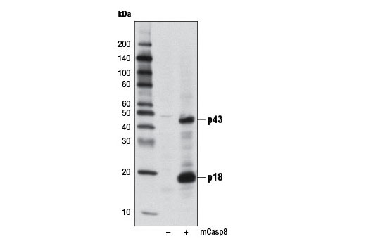 Western blot analysis of extracts from 293T cells, mock transfected (-) or transfected with a construct overexpressing mouse caspase-8 (mCasp8) (+), using Cleaved Caspase-8 (Asp387) (D5B2) XP ® Rabbit mAb (Mouse Specific).