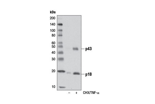 Western blot analysis of extracts from CTLL-2 cells, untreated or treated with cycloheximide (CHX, 10 μg/ml, overnight) followed by hTNF-α #8902 (20 ng/ml, 4 hours), using Cleaved Caspase-8 (Asp387) (D5B2) XP ® Rabbit mAb (Mouse Specific).