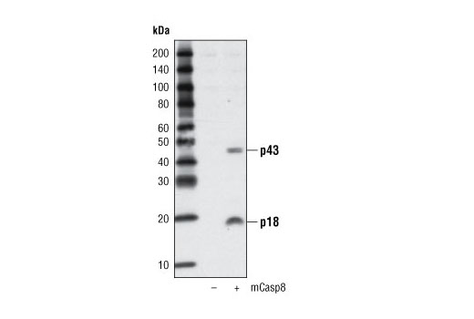 Western blot analysis of extracts from COS cells, mock transfected (-) or transfected with a construct overexpressing mouse caspase-8 (+), using Cleaved Caspase-8 (Asp387) Antibody (Mouse Specific).