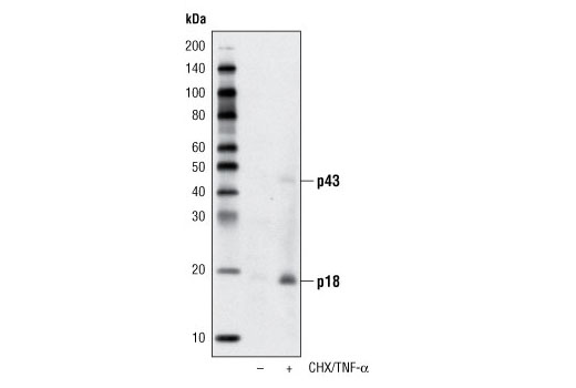 Western blot analysis of extracts from CTLL-2 cells, untreated or treated with cycloheximide (CHX, 10 μg/ml, overnight) followed by TNF-α #8902 (20 ng/ml, 4 hours), using Cleaved Caspase-8 (Asp387) Antibody (Mouse Specific).