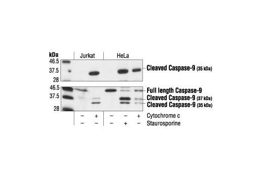 Casp9 Bioprodhub A Bio Reagent Search Engine