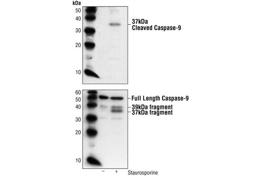 Western blot analysis of extracts from L929 cells, untreated or staurosporine-treated, using Cleaved Caspase-9 (Asp353) Antibody (upper) or Caspase-9 Antibody #9504 (lower).