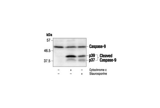 Western blot analysis of extracts from NIH/3T3 cells, untreated, staurosporine-treated (1 µM), or cytochrome c-treated (0.25 mg/ml), using Caspase-9 Antibody. p39: caspase-9 cleaved at Asp368. p37: caspase-9 cleaved at Asp353.