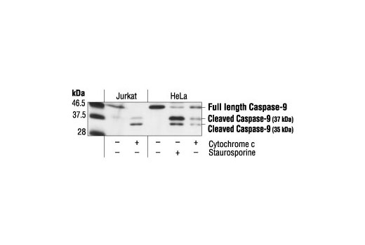 Western blot analysis of HeLa cells, untreated, staurosporine-treated (1 µM) or cytochrome c-treated (0.25 mg/ml), and Jurkat cells, untreated or cytochrome c-treated, using Caspase-9 Antibody (Human Specific).