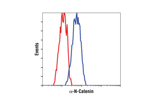 Flow cytometric analysis of PC-12 cells, using α-N-Catenin antibody (blue) compared to a nonspecific negative control antibody (red).