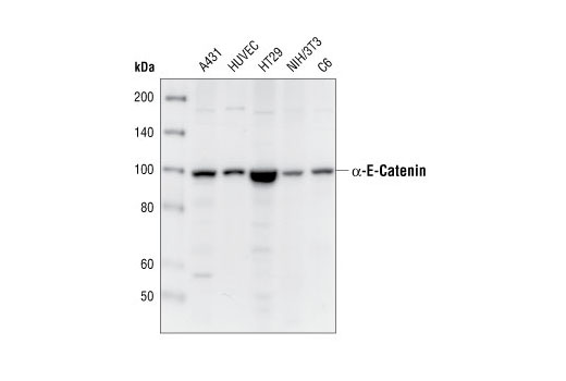 Western blot analysis of extracts from various cell lines, using α-E-Catenin Antibody.