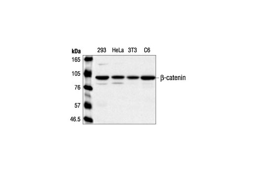 Western blot analysis of extracts from 293, HeLa, NIH/3T3 and C6 cells using β-Catenin Antibody.