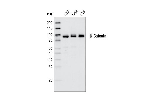 Western blot analysis of total cell lysates from 293, Rat2 and COS cells, using β-Catenin (6B3) Rabbit mAb.