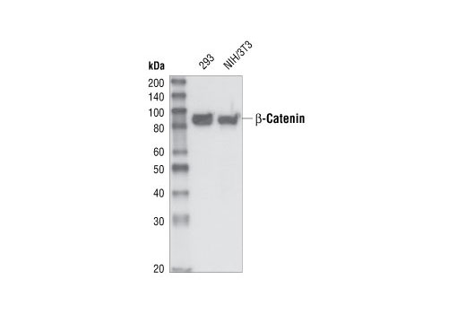 Western blot analysis of total cell extracts from 293 and NIH/3T3 cells, using β-Catenin Antibody (Amino-terminal Antigen).