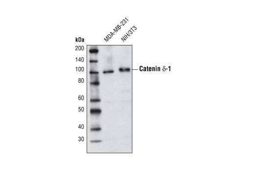 Western blot analysis of extracts from MDA-MB-231 and NIH/3T3 cells using Catenin δ-1 Antibody.