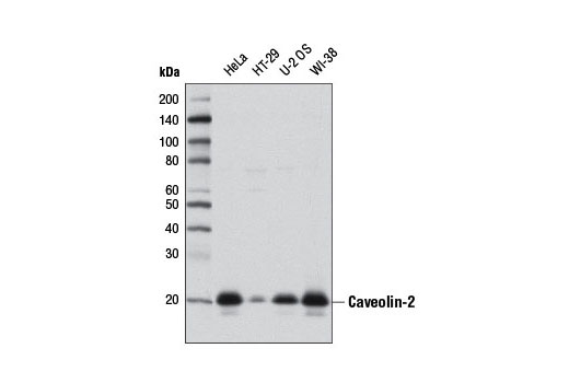 Western blot analysis of extracts from various cell lines using Caveolin-2 (D4A6) XP ® Rabbit mAb.