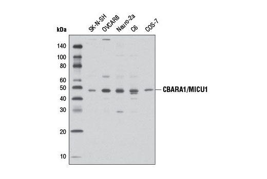 Western blot analysis of extracts from various cell lines using CBARA1/MICU1 (D4P8Q) Rabbit mAb.