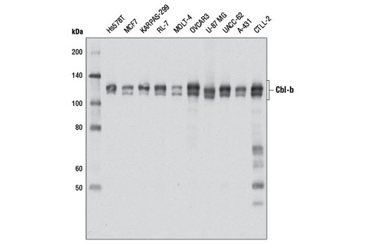 Western blot analysis of extracts from various cell lines using Cbl-b (D3C12) Rabbit mAb.